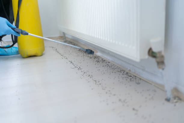 Best Local Pest Control Services  in Hopewell, TN